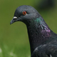 Illustration for article titled Why do pigeons' throats shine so iridescently?
